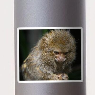 Adorable Curious Monkey