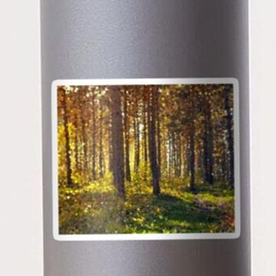 Autumn Forest Path