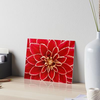 Big Red Dahlia