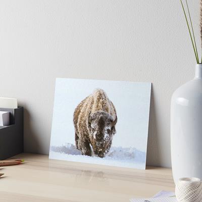 Bison in Snow