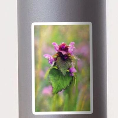 Blooming Wildflower