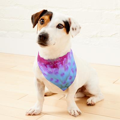 Blue and Purple Flower