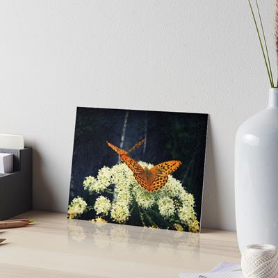 Butterflies on White Flowers