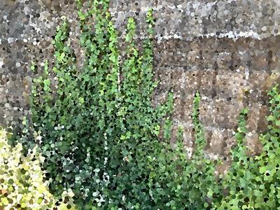 Climbing Plant on Stone Wall