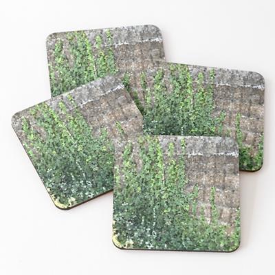 Climbing Plant on Stone Wall