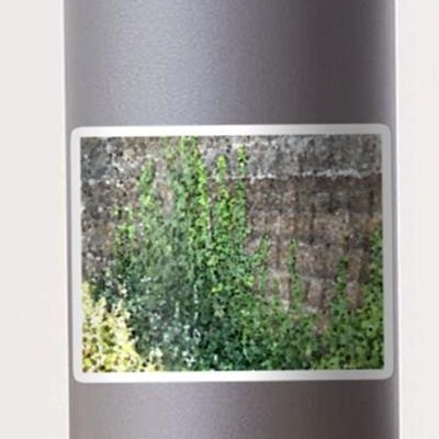 Climbing Plant on Stone Wall