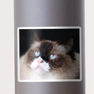 Curious Ragdoll Cat Face