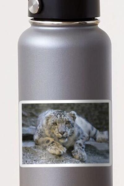 Curious Snow Leopard
