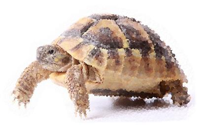 Cute Tortoise Walking