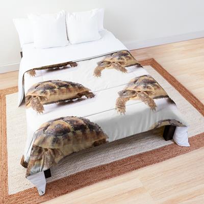 Cute Tortoise Walking