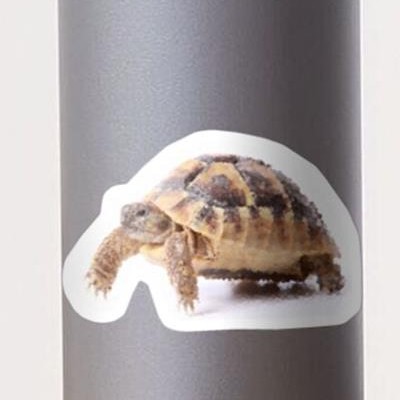 Cute Tortoise Walking