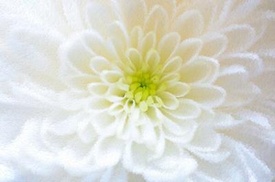 Delicate White Flower