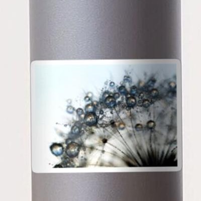 Dew on Dandelion