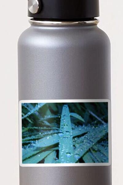 Dewy Grass Blade