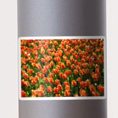 Field of Orange Tulips