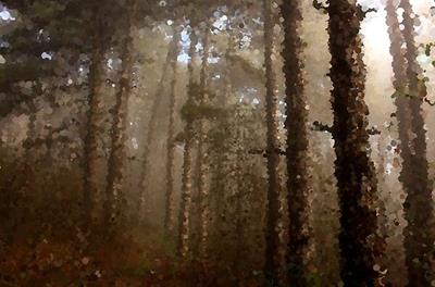 Foggy Evergreen Forest