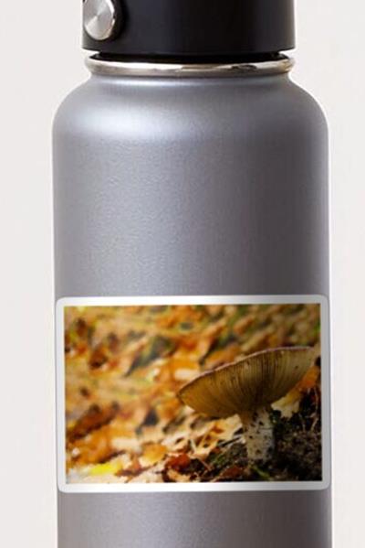 Frilled Mushroom
