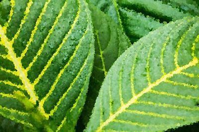 Green and Yellow Leaf Closeup