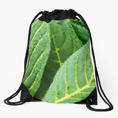 Green and Yellow Leaf Closeup