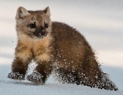 Marten Romping in the Snow