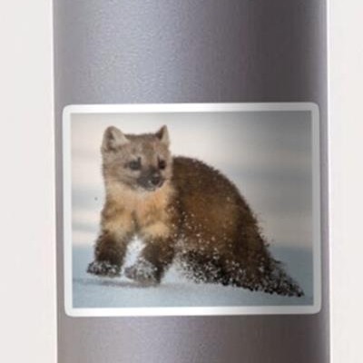 Marten Romping in the Snow