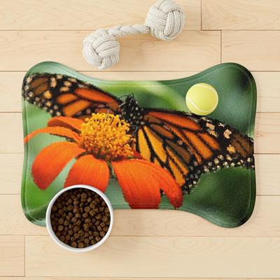 Monarch Butterfly and Flower