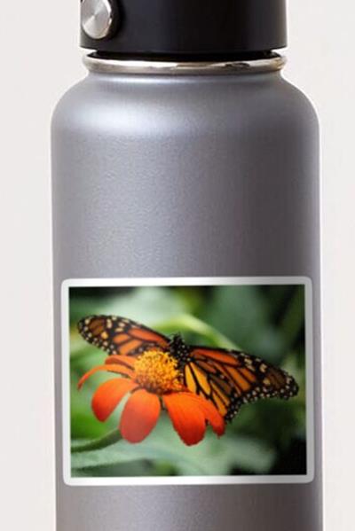 Monarch Butterfly and Flower