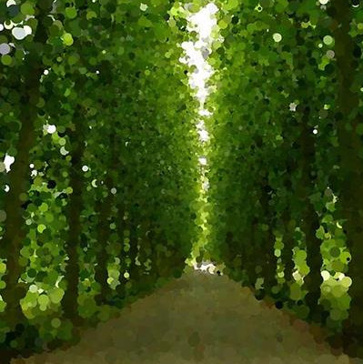 Peaceful Forest Path