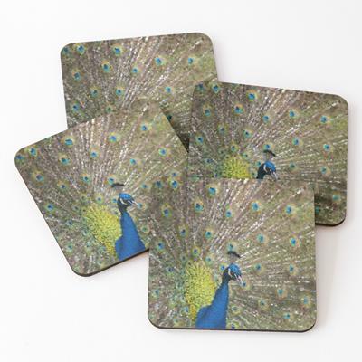 Peacock Plumiage