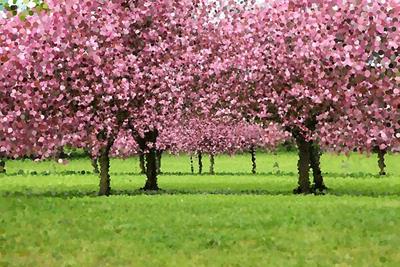 Pink Blossoming Trees Over Green Field