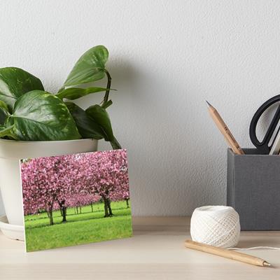 Pink Blossoming Trees Over Green Field