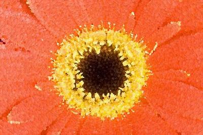 Pretty Pink and Yellow Flower