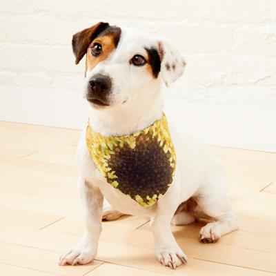 Pretty Pink and Yellow Flower