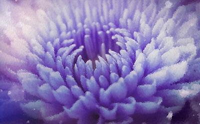 Purple Dahlia