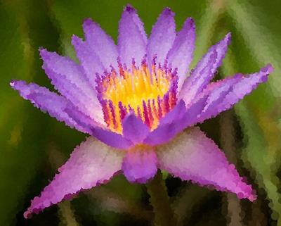 Purple Flower Blooming