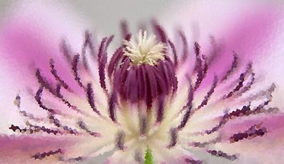 Purple and White Clematis