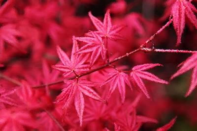 Red Leaves