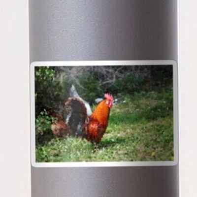 Red Rooster