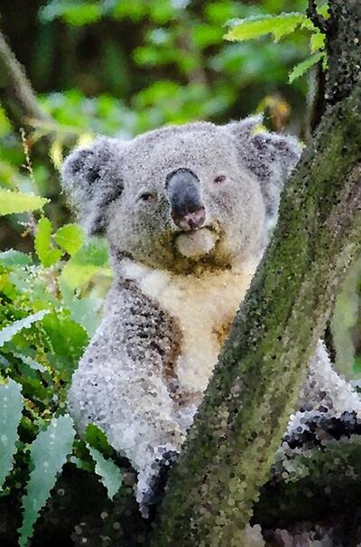 Sleepy Koala