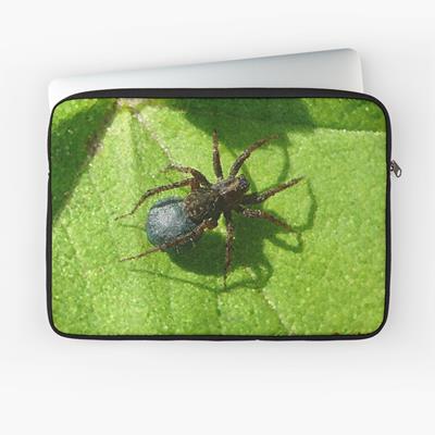 Spider Chilling on Leaves