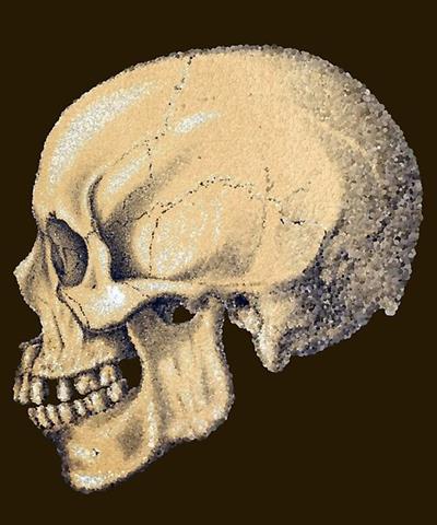 Stylized Skull in Profile