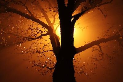 Sun Backlit Tree