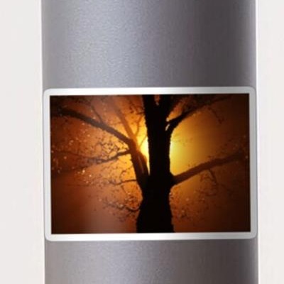 Sun Backlit Tree