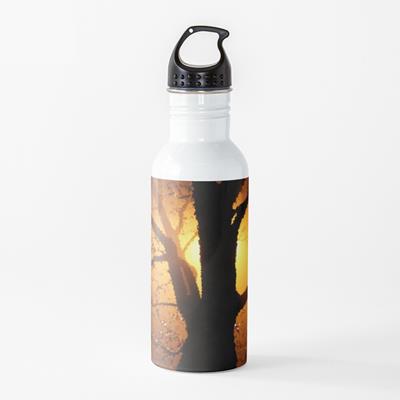 Sun Backlit Tree