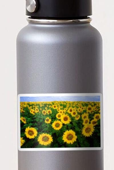 Sunflower Field