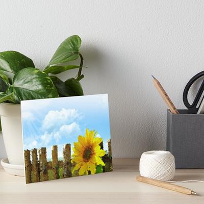 Sunny Sunflowers!