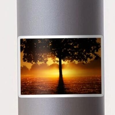 Sunset Tree