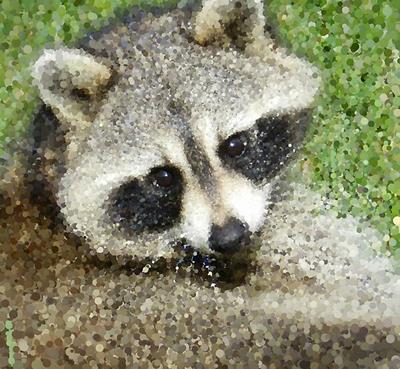 The Cutest Raccoon