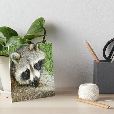 The Cutest Raccoon