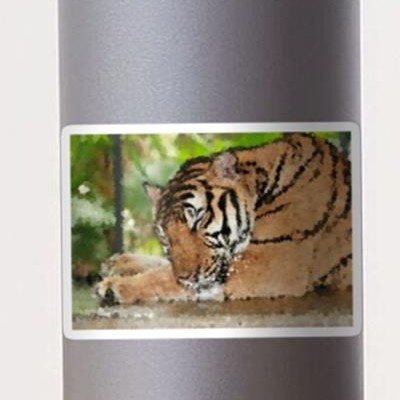 Tiger Grooming Himself